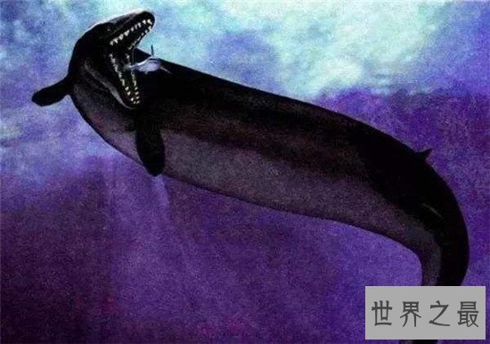 古蜥鲸进化非常复杂，从化石看出身长有20多米