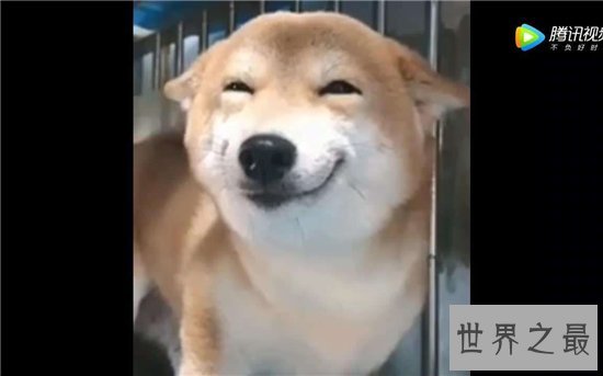 微笑狗事件死了多少人？看过需要传播才能摆脱影响