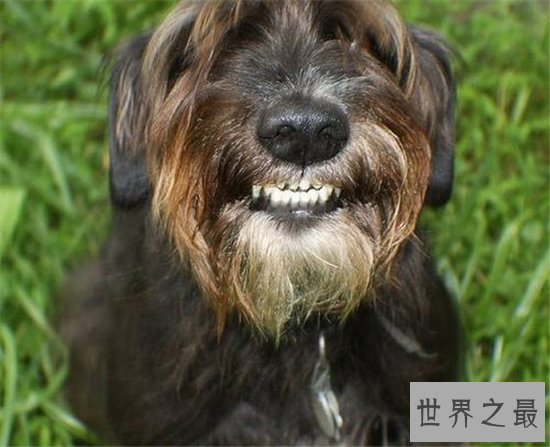 微笑狗事件死了多少人？看过需要传播才能摆脱影响