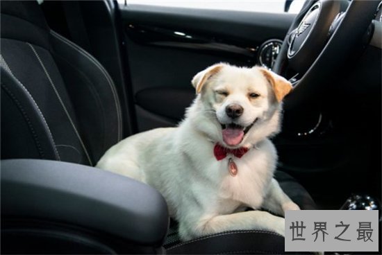 微笑狗事件死了多少人？看过需要传播才能摆脱影响