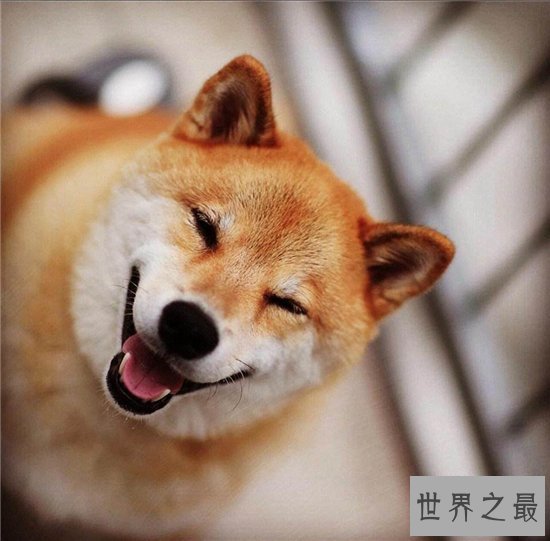 微笑狗事件死了多少人？看过需要传播才能摆脱影响