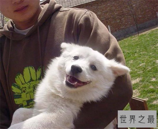 微笑狗事件死了多少人？看过需要传播才能摆脱影响