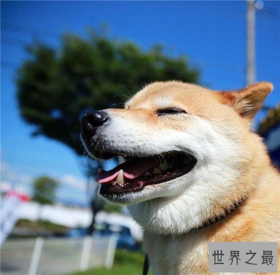 微笑狗事件死了多少人？看过需要传播才能摆脱影响