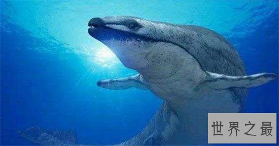 古蜥鲸进化非常复杂，从化石看出身长有20多米