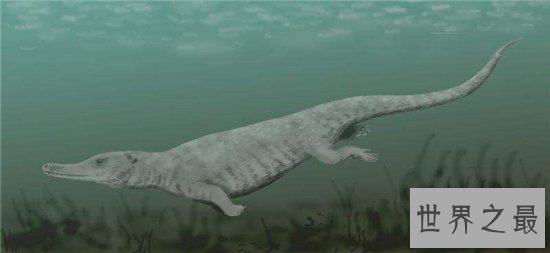 古蜥鲸进化非常复杂，从化石看出身长有20多米
