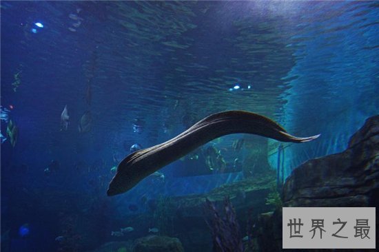 电鳗能电死人吗？电流通过自己身体也会被自己电伤