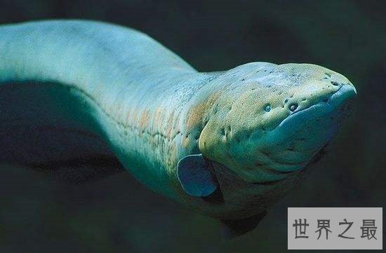 电鳗能电死人吗？电流通过自己身体也会被自己电伤