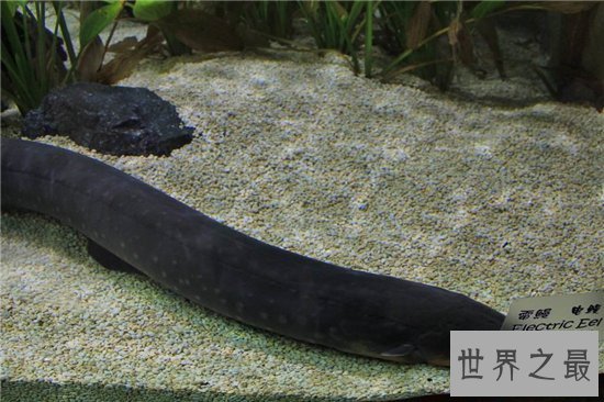 电鳗能电死人吗？电流通过自己身体也会被自己电伤