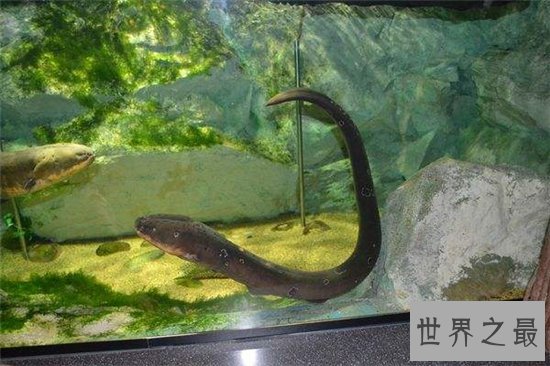 电鳗能电死人吗？电流通过自己身体也会被自己电伤