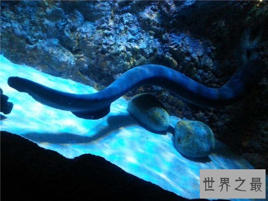 电鳗能电死人吗？电流通过自己身体也会被自己电伤