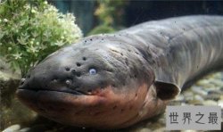 电鳗能电死人吗？电流通过自己身体也会被自己电伤