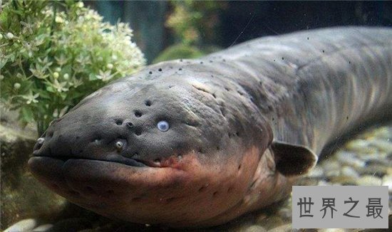 电鳗能电死人吗？电流通过自己身体也会被自己电伤