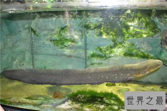 电鳗能电死人吗？电流通过自己身体也会被自己电伤