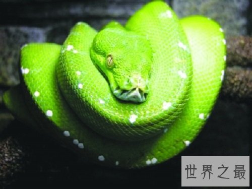 宠物蛇不能随意养，专业养蛇知识为你保驾护航！