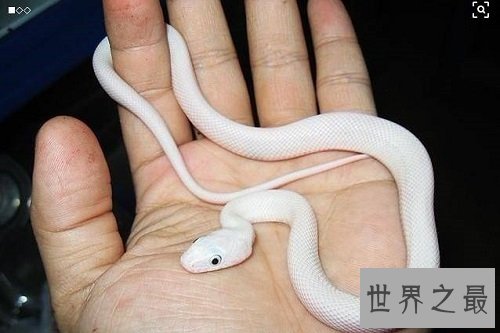 宠物蛇不能随意养，专业养蛇知识为你保驾护航！