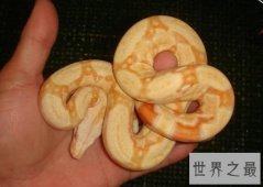 宠物蛇不能随意养，专业养蛇知识为你保驾护航！