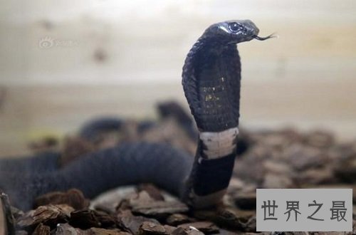 宠物蛇不能随意养，专业养蛇知识为你保驾护航！