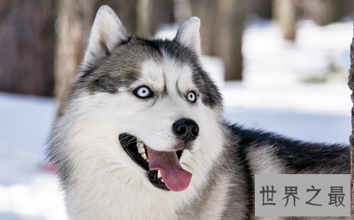 宠物狗价格天差地别？行家教你看行情！