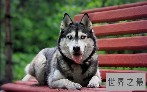 宠物狗价格天差地别？行家教你看行情！