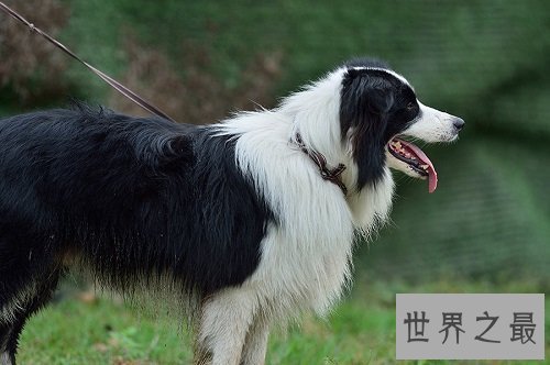 宠物狗价格天差地别？行家教你看行情！