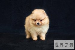 宠物狗价格天差地别？行家教你看行情！