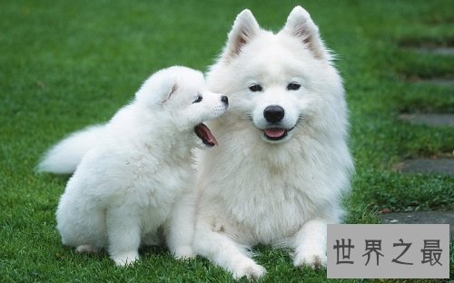 宠物狗价格天差地别？行家教你看行情！