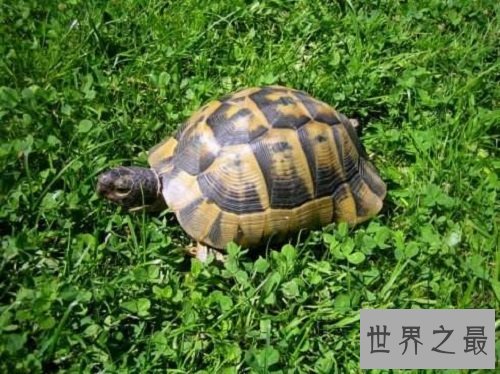 宠物龟哪个品种最好饲养？实用攻略来帮忙！