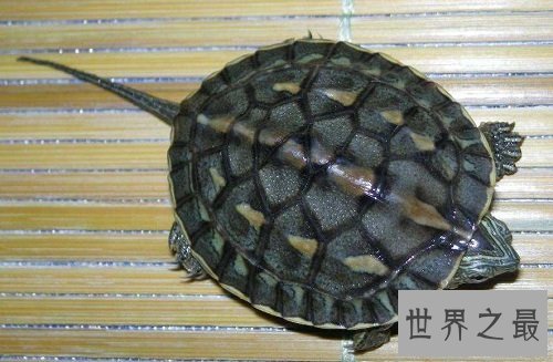 宠物龟哪个品种最好饲养？实用攻略来帮忙！