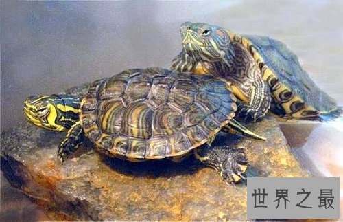 宠物龟哪个品种最好饲养？实用攻略来帮忙！