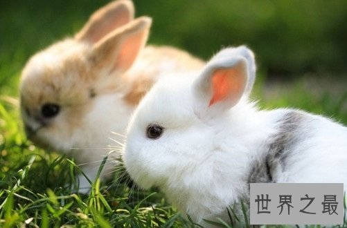 宠物兔饲养须知大赠送，教你科学养兔！