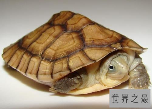 宠物龟哪个品种最好饲养？实用攻略来帮忙！