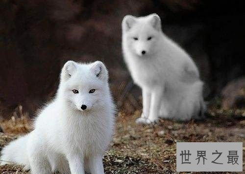 宠物狐狸怎么饲养？最全攻略教你养狐狸！