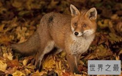 宠物狐狸怎么饲养？最全攻略教你养狐狸！