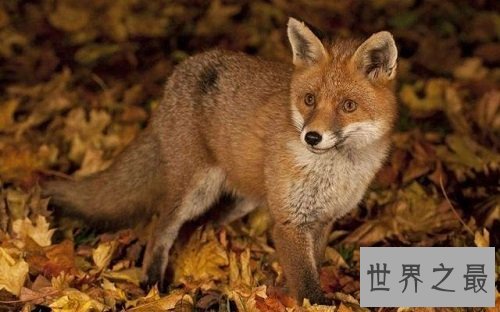 宠物狐狸怎么饲养？最全攻略教你养狐狸！