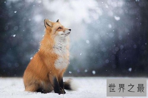 宠物狐狸怎么饲养？最全攻略教你养狐狸！