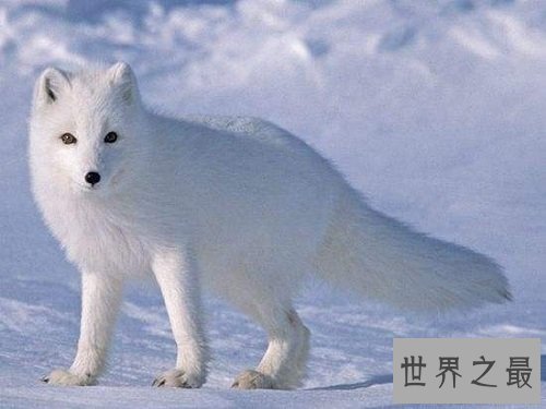 宠物狐狸怎么饲养？最全攻略教你养狐狸！