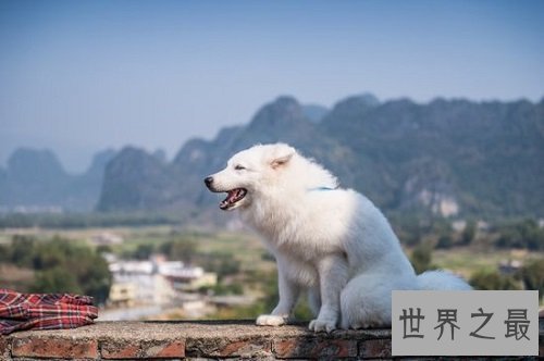 宠物犬挑选法则三，助你轻松选爱宠！