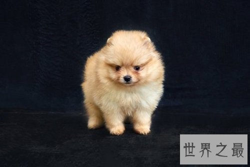 宠物犬挑选法则三，助你轻松选爱宠！