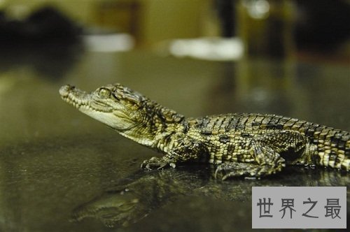 宠物鳄鱼能随意饲养吗？宠物鳄鱼饲养须知！