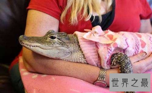 宠物鳄鱼能随意饲养吗？宠物鳄鱼饲养须知！