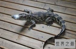 宠物鳄鱼能随意饲养吗？宠物鳄鱼饲养须知！