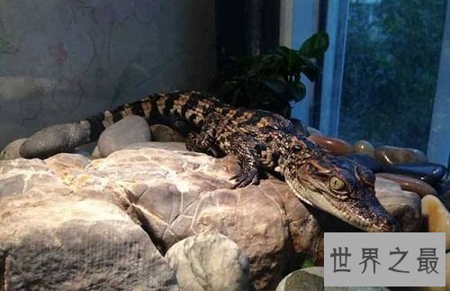 宠物鳄鱼能随意饲养吗？宠物鳄鱼饲养须知！