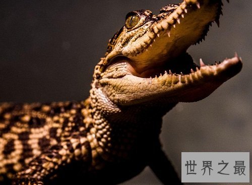 宠物鳄鱼能随意饲养吗？宠物鳄鱼饲养须知！