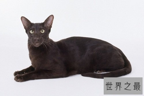 托运宠物怎么办？详细指南为你奉上！