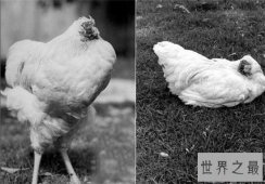 无头鸡存活一周，相当于现在的脑叶切除手术