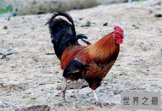 无头鸡存活一周，相当于现在的脑叶切除手术