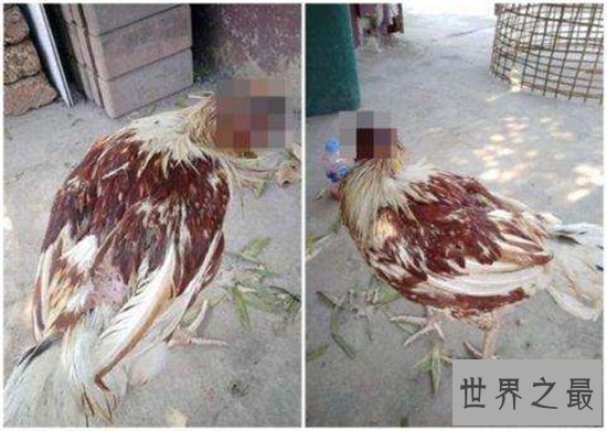 无头鸡存活一周，相当于现在的脑叶切除手术