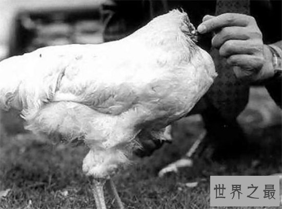 无头鸡存活一周，相当于现在的脑叶切除手术