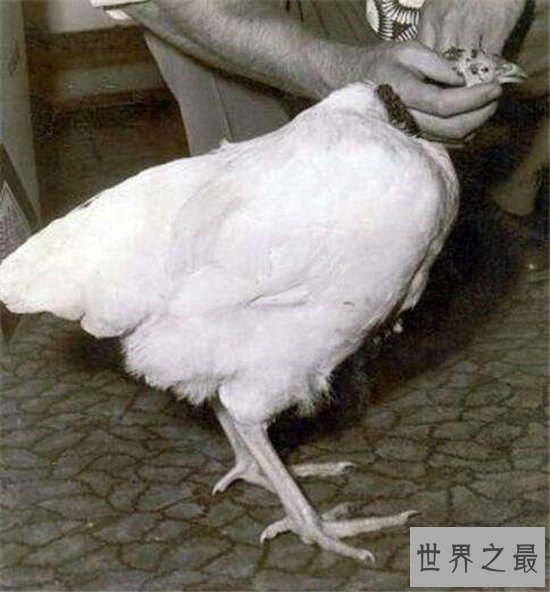 无头鸡存活一周，相当于现在的脑叶切除手术