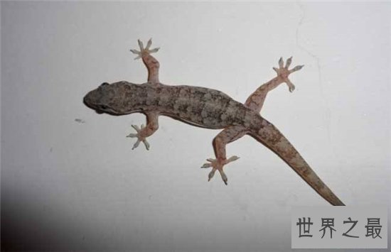 五毒是哪五毒？五种冷血的爬行动物统称为五毒